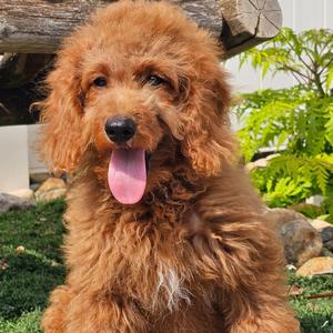 Main image of Diamond