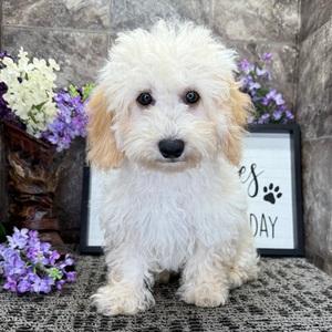 Main image of Sandra