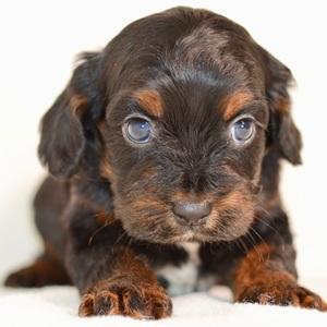 Main image of Minerva