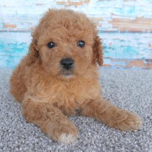 Main image of Tiffany