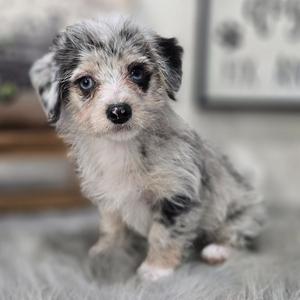 Havanese puppy for sale Birdie, dog for sale
