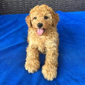 Pomeranian puppy for sale Alani, dog for sale